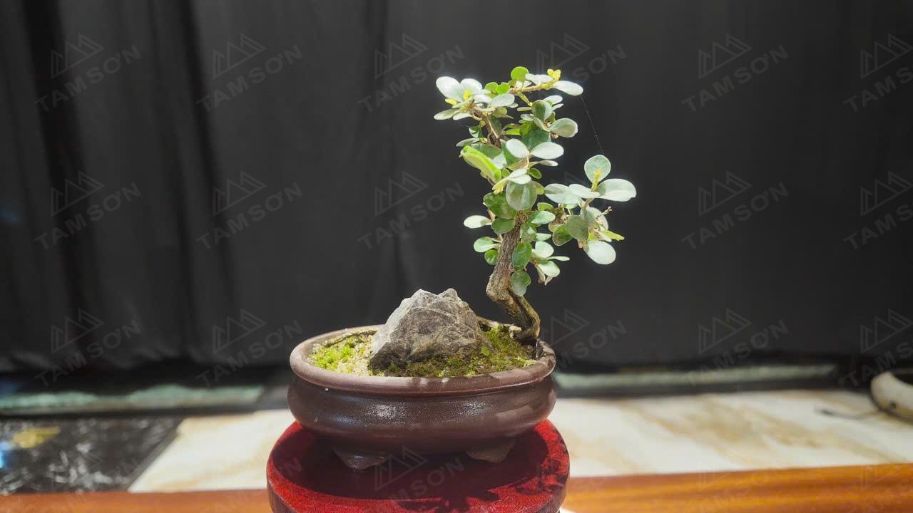 Bonsai dáng hoành
