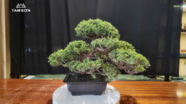 Bonsai dáng cổ thụ thu nhỏ