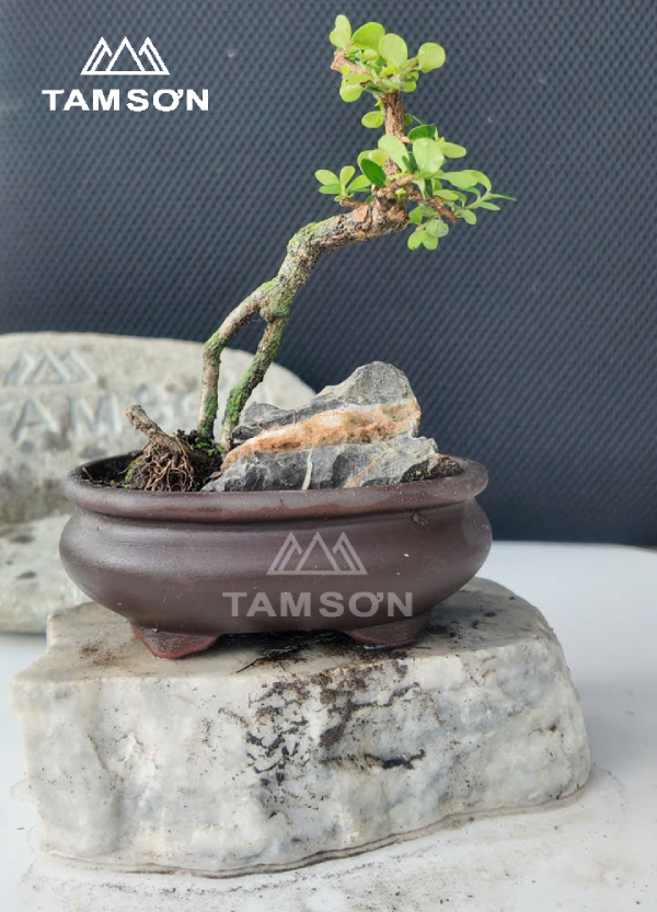 Bonsai để bàn dáng huyền