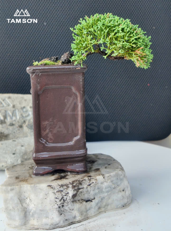 Bonsai để bàn dáng trực