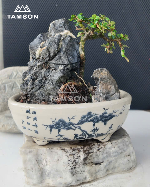 Bonsai để bàn dáng xiêu