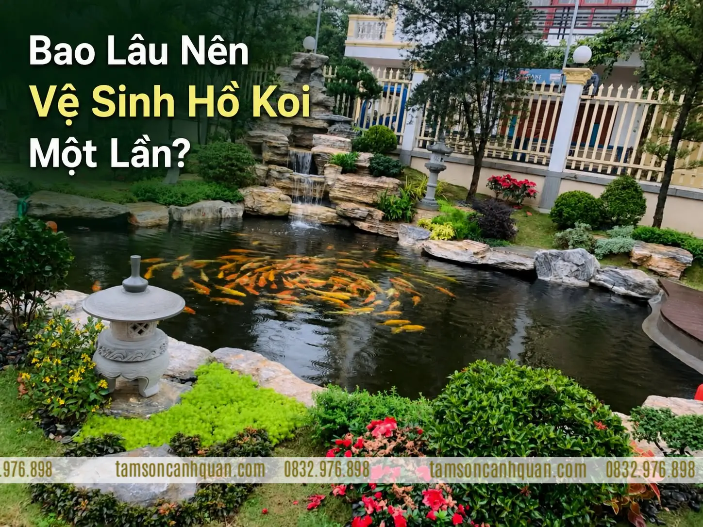 Bao Lâu Nên Vệ Sinh Hồ Koi Một Lần?