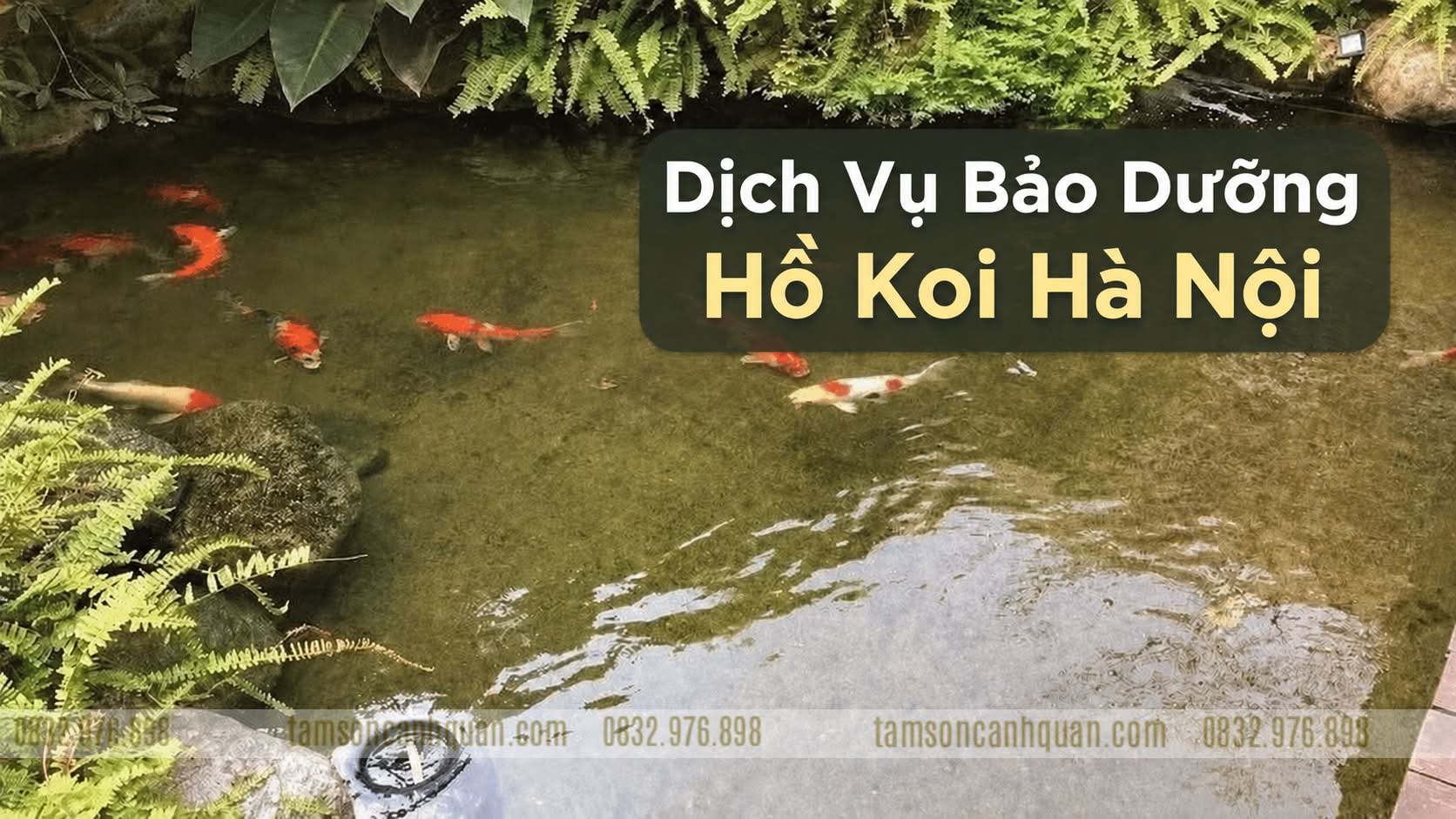 dich vu bao duong ho ca koi ha noi