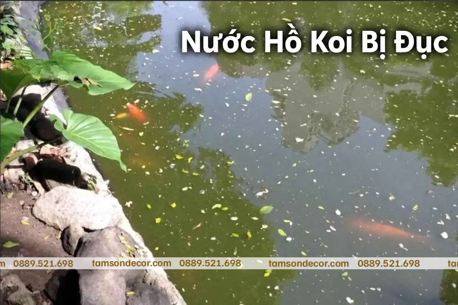 Nước Hồ Koi Bị Đục: Xác Định Nguyên Nhân Trước Khi Thay Nước Hoặc Thêm Thiết Bị